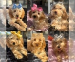 Image preview for Ad Listing. Nickname: Litter of 7