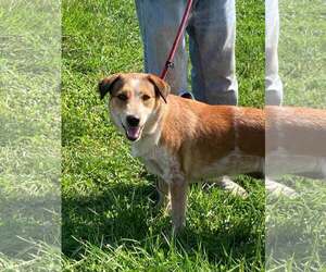 Ellie - Female Mutt Dog for Adoption - Photo #3