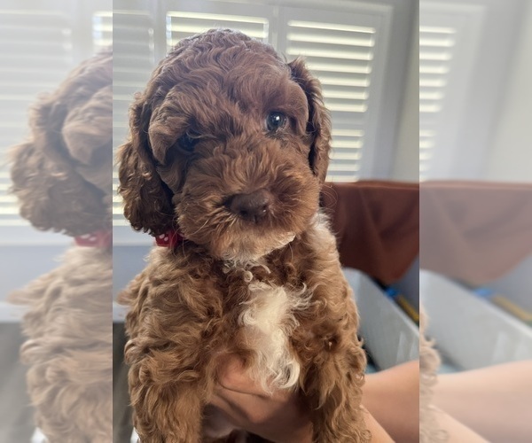 Medium Photo #1 Cock-A-Poo Puppy For Sale in FOLSOM, CA, USA
