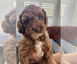 Puppy Brownie Cock-A-Poo