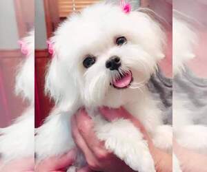 Mother of the Maltese puppies born on 06/02/2025