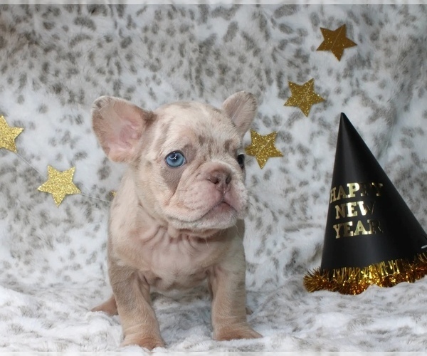 Medium Photo #14 French Bulldog Puppy For Sale in ATLANTA, GA, USA