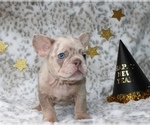 Small #13 French Bulldog