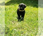 Small Photo #10 Labrador Retriever Puppy For Sale in OLYMPIA, WA, USA