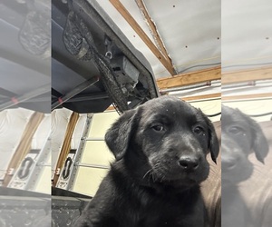 Labrador Retriever Puppy for sale in RAYWICK, KY, USA