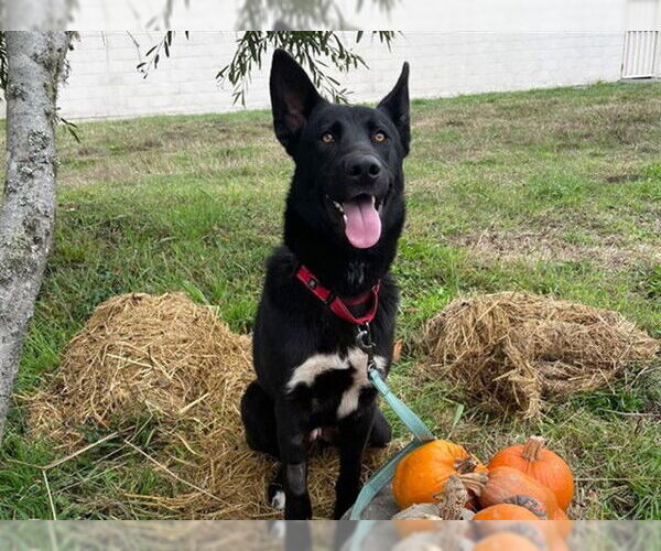 Medium Photo #2 German Shepherd Dog-Unknown Mix Puppy For Sale in McKinleyville, CA, USA