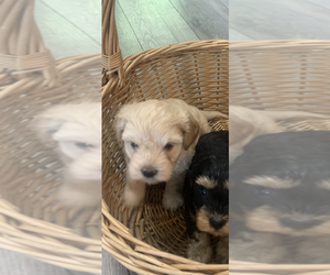 Bichon Frise-Biewer Yorkie Mix Puppy for sale in BREMEN, IN, USA