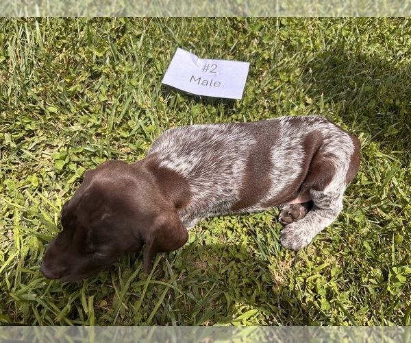 Medium Photo #7 German Shorthaired Pointer Puppy For Sale in BATESVILLE, IN, USA