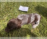 Small #6 German Shorthaired Pointer