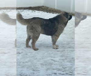 Caucasian Shepherd Dog Puppy for sale in AKELEY, MN, USA