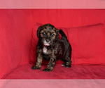 Puppy 4 Morkie-Poodle (Miniature) Mix