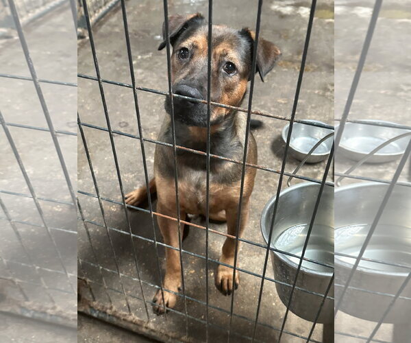 Medium Photo #3 Mountain Cur-Unknown Mix Puppy For Sale in Jackson, MS, USA