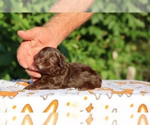 ShihPoo Puppy for sale in DYERSBURG, TN, USA