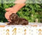 Image preview for Ad Listing. Nickname: Razzle