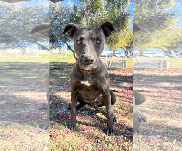 Medium Photo #2 Labrador Retriever-Unknown Mix Puppy For Sale in San Diego, CA, USA