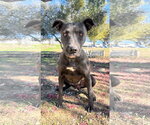 Small #1 Labrador Retriever Mix