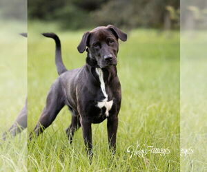 Labrador Retriever-Unknown Mix Dogs for adoption in Tampa, FL, USA