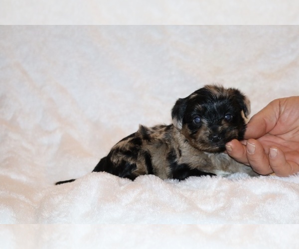 Medium Photo #9 Poodle (Toy)-YorkiePoo Mix Puppy For Sale in DYERSBURG, TN, USA