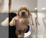 Small Photo #28 Golden Retriever Puppy For Sale in GRAND RAPIDS, MI, USA