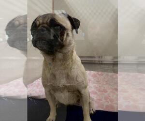 Pug Dogs for adoption in Upland, CA, USA