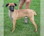 Small Photo #5 Boxer-Redbone Coonhound Mix Puppy For Sale in Huntley, IL, USA
