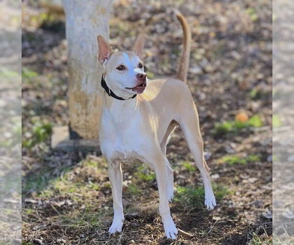 Medium Photo #1 Mutt Puppy For Sale in Maryville, TN, USA