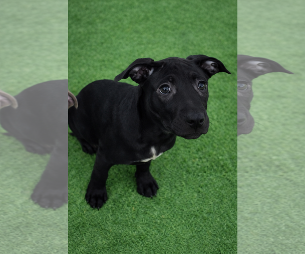 Medium Photo #20 American Pit Bull Terrier-Unknown Mix Puppy For Sale in Holly Springs, NC, USA