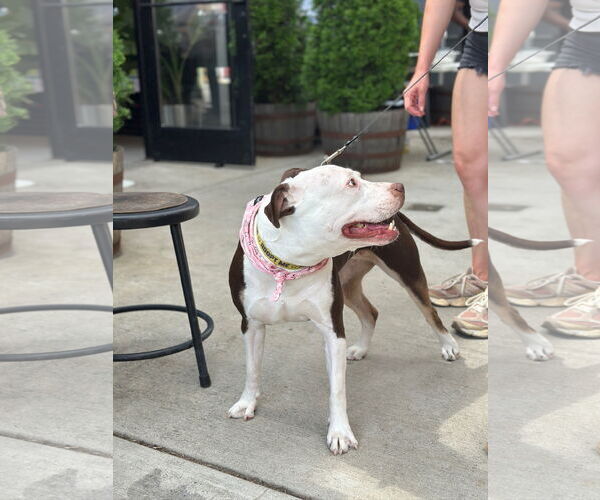 Medium Photo #2 American Pit Bull Terrier-Unknown Mix Puppy For Sale in Alexandria, VA, USA