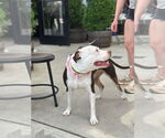 Small #1 American Pit Bull Terrier Mix