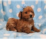 Small Photo #4 Poodle (Miniature) Puppy For Sale in LANCASTER, PA, USA