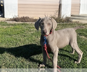 Weimaraner Puppy for Sale in WILLOWS, California USA