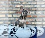 Small #10 French Bulldog