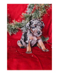 Small Photo #6 Australian Cattle Dog-Catahoula Leopard Dog Mix Puppy For Sale in WELLMAN, IA, USA