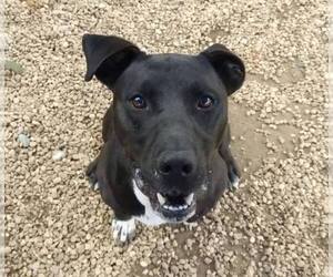 Jet - Male Boxador Dog for Adoption - Photo #3