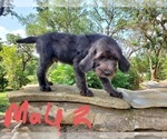 Small Photo #15 Poodle (Standard)-Wirehaired Pointing Griffon Mix Puppy For Sale in CANYON LAKE, TX, USA