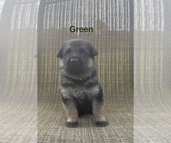 Medium Photo #2 German Shepherd Dog Puppy For Sale in SUMPTER TWP, MI, USA