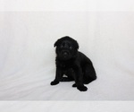 Small #2 German Shepherd Dog