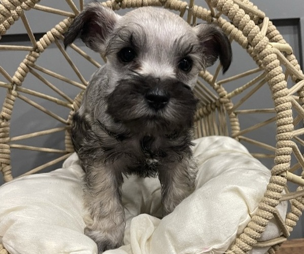 Medium Photo #2 Schnauzer (Miniature) Puppy For Sale in FAIRFIELD, CA, USA