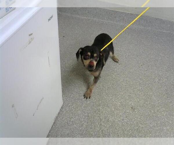 Medium Photo #1 Dachshund-Unknown Mix Puppy For Sale in Pasadena, TX, USA