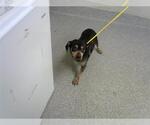 Small Dachshund Mix