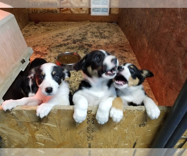 Medium Photo #7 Border Collie Puppy For Sale in LA GRANDE, OR, USA