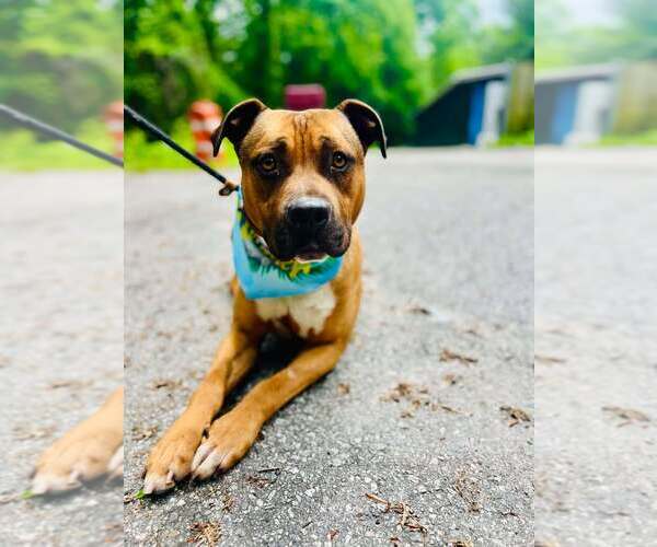 Medium Photo #2 American Pit Bull Terrier Puppy For Sale in Clarkesville, GA, USA