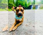 Small #1 American Pit Bull Terrier