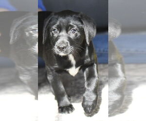 Labrador Retriever-Unknown Mix Dogs for adoption in Mechanicsburg, PA, USA