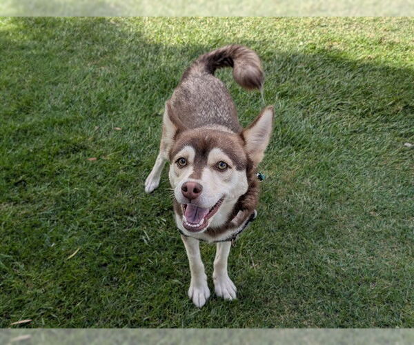 Medium Photo #2 Chihuahua-Siberian Husky Mix Puppy For Sale in San Clemente, CA, USA