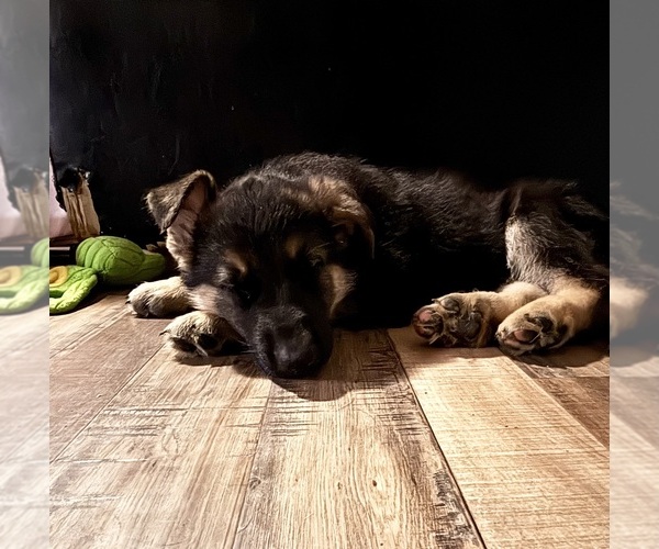 Medium Photo #3 German Shepherd Dog Puppy For Sale in SACRAMENTO, CA, USA