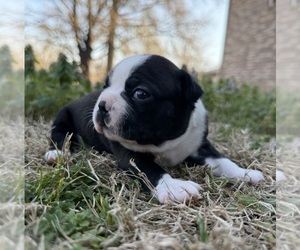 Boston Terrier Puppy for sale in GARFIELD, AR, USA