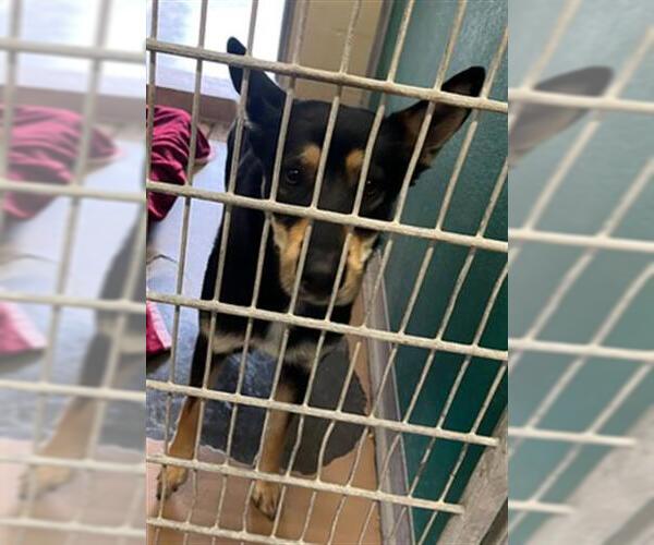 Medium Photo #1 German Shepherd Dog-Unknown Mix Puppy For Sale in Texas City, TX, USA