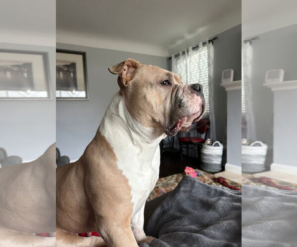 Medium Photo #2 Bulldog-Unknown Mix Puppy For Sale in Germantown, OH, USA