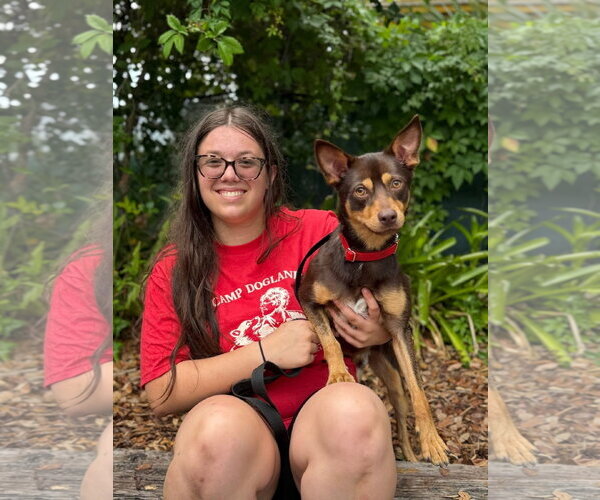 Medium Photo #3 Australian Kelpie-Miniature Pinscher Mix Puppy For Sale in Sanford, FL, USA